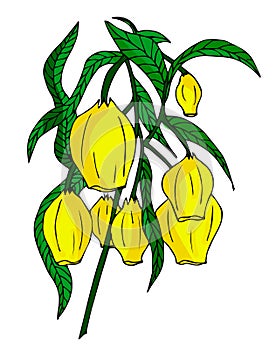 Yellow flowers bluebells. Hand-drawn vector